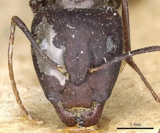Camponotus aurocinctus specimen CASENT0903552 image casent0903552_2