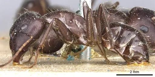 Camponotus aurocinctus specimen CASENT0903552 image casent0903552_3