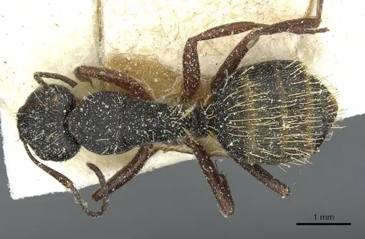 Camponotus aurofasciatus specimen CASENT0911818 image casent0911818_1
