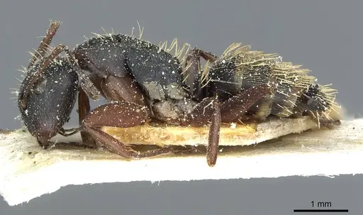 Camponotus aurofasciatus specimen CASENT0911818 image casent0911818_3