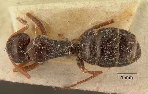 Camponotus auropubens specimen CASENT0101126 image casent0101126_1