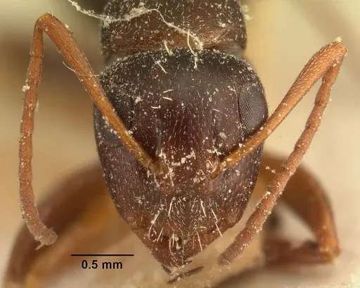 Camponotus auropubens specimen CASENT0101126 image casent0101126_2