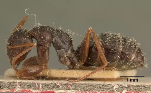 Camponotus auropubens specimen CASENT0101126 image casent0101126_3