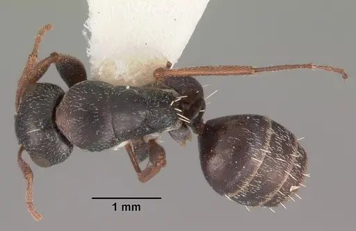 Camponotus auropubens specimen CASENT0102314 image casent0102314_1