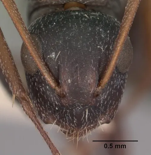 Camponotus auropubens specimen CASENT0102314 image casent0102314_2