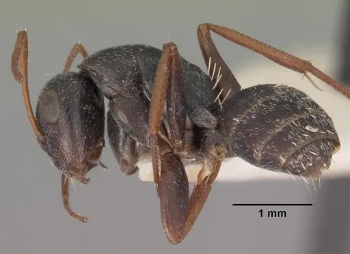 Camponotus auropubens specimen CASENT0102314 image casent0102314_3