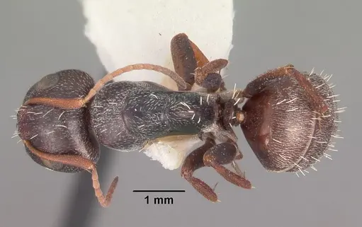 Camponotus auropubens specimen CASENT0102315 image casent0102315_1