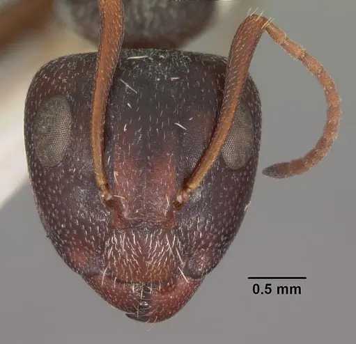 Camponotus auropubens specimen CASENT0102315 image casent0102315_2