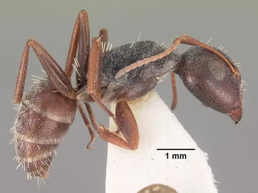 Camponotus auropubens specimen CASENT0102315 image casent0102315_3