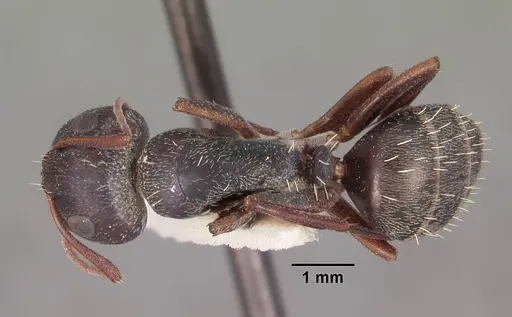 Camponotus auropubens specimen CASENT0102316 image casent0102316_1