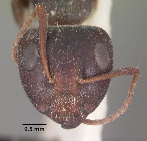 Camponotus auropubens specimen CASENT0102316 image casent0102316_2
