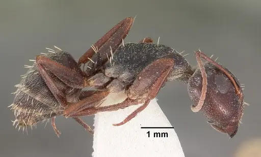 Camponotus auropubens specimen CASENT0102316 image casent0102316_3