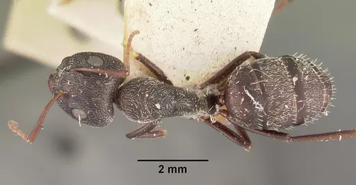 Camponotus auropubens specimen CASENT0102447 image casent0102447_1
