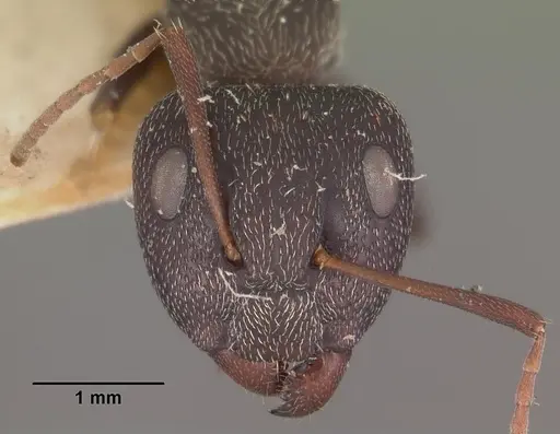Camponotus auropubens specimen CASENT0102447 image casent0102447_2