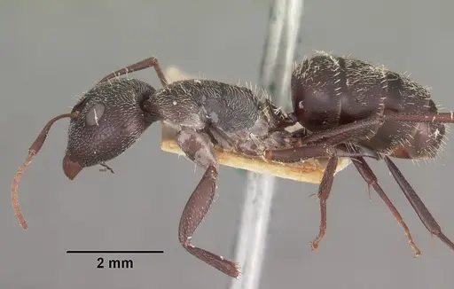 Camponotus auropubens specimen CASENT0102447 image casent0102447_3