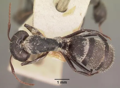 Camponotus auropubens specimen CASENT0102448 image casent0102448_1