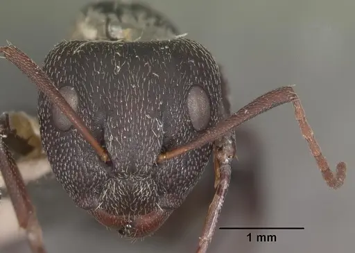 Camponotus auropubens specimen CASENT0102448 image casent0102448_2