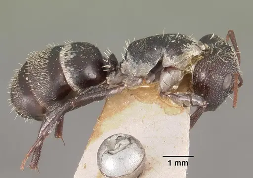 Camponotus auropubens specimen CASENT0102448 image casent0102448_3