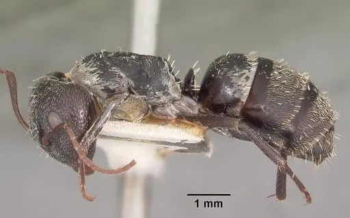 Camponotus auropubens specimen CASENT0102448 image casent0102448_4