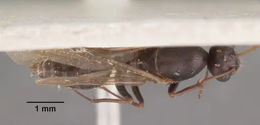Camponotus auropubens specimen CASENT0102449 image casent0102449_1