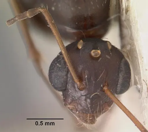 Camponotus auropubens specimen CASENT0102449 image casent0102449_2