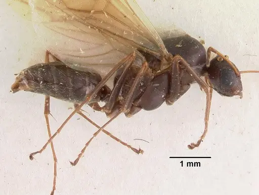 Camponotus auropubens specimen CASENT0102449 image casent0102449_3