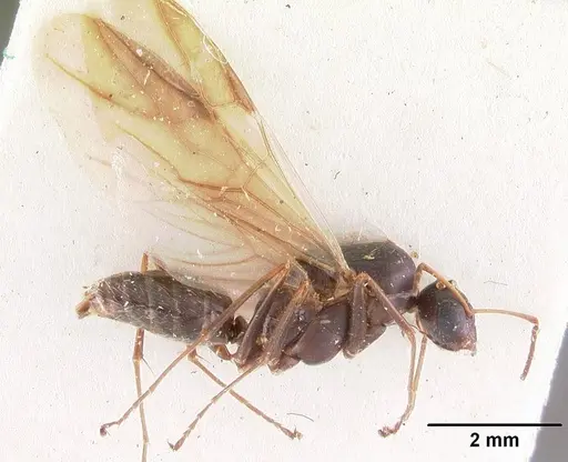 Camponotus auropubens specimen CASENT0102449 image casent0102449_4