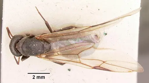 Camponotus auropubens specimen CASENT0102450 image casent0102450_1