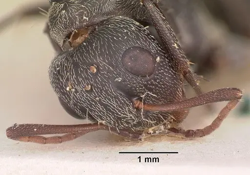 Camponotus auropubens specimen CASENT0102450 image casent0102450_2