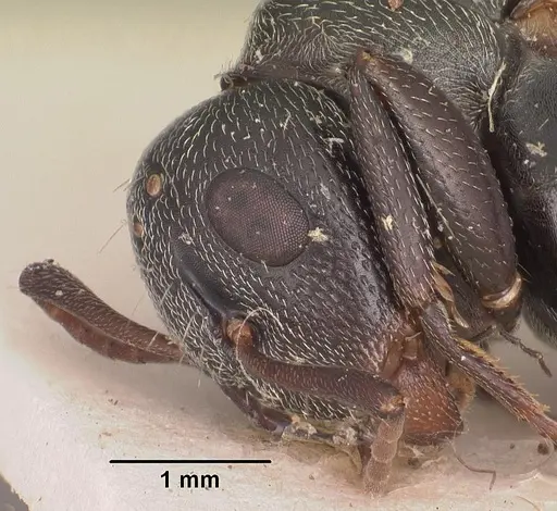 Camponotus auropubens specimen CASENT0102450 image casent0102450_3