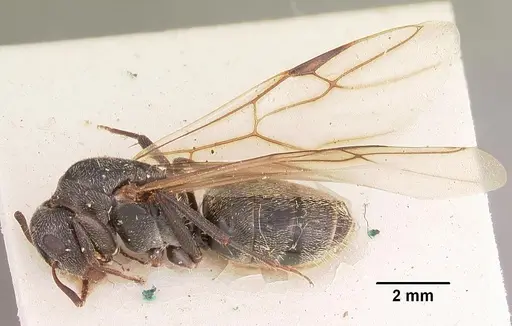 Camponotus auropubens specimen CASENT0102450 image casent0102450_4