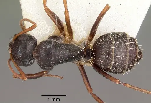 Camponotus auropubens specimen CASENT0104617 image casent0104617_1