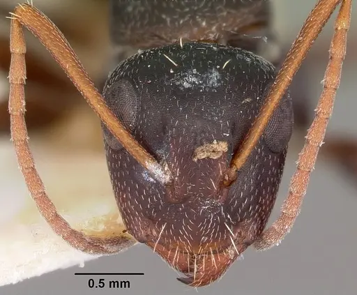 Camponotus auropubens specimen CASENT0104617 image casent0104617_2