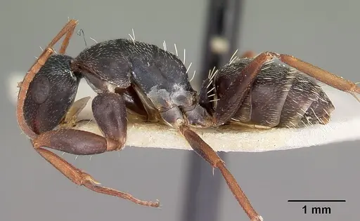 Camponotus auropubens specimen CASENT0104617 image casent0104617_3