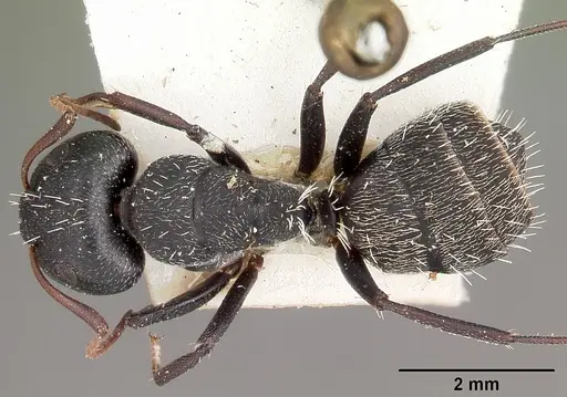 Camponotus auropubens specimen CASENT0104618 image casent0104618_1