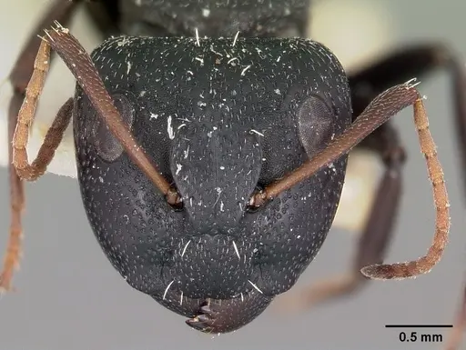 Camponotus auropubens specimen CASENT0104618 image casent0104618_2