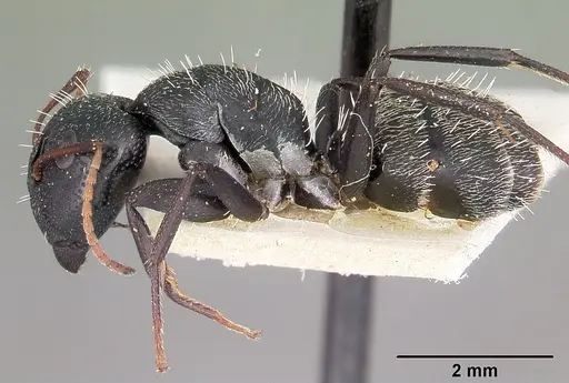 Camponotus auropubens specimen CASENT0104618 image casent0104618_3