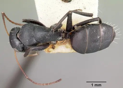 Camponotus auropubens specimen CASENT0104619 image casent0104619_1