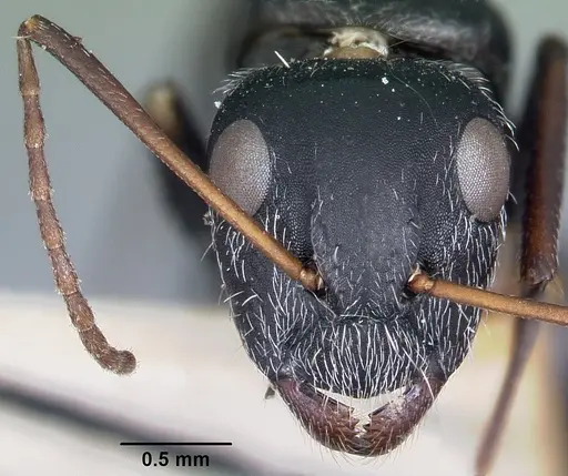 Camponotus auropubens specimen CASENT0104619 image casent0104619_2