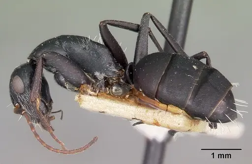 Camponotus auropubens specimen CASENT0104619 image casent0104619_3
