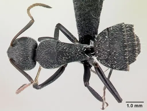 Camponotus auropubens specimen CASENT0133774 image casent0133774_1