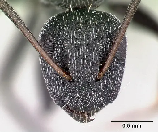 Camponotus auropubens specimen CASENT0133774 image casent0133774_2