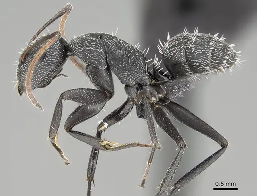 Camponotus auropubens specimen CASENT0133774 image casent0133774_3