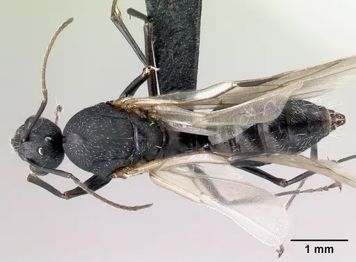 Camponotus auropubens specimen CASENT0133775 image casent0133775_1