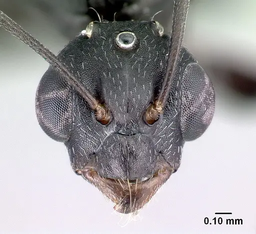 Camponotus auropubens specimen CASENT0133775 image casent0133775_2