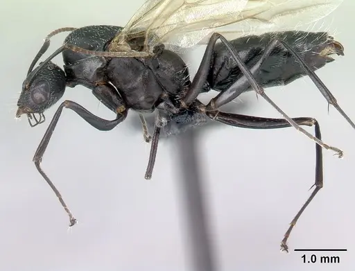 Camponotus auropubens specimen CASENT0133775 image casent0133775_3