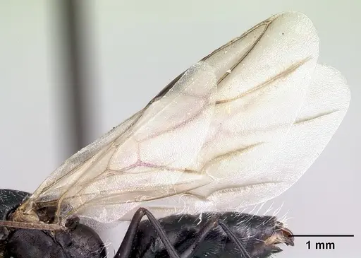 Camponotus auropubens specimen CASENT0133775 image casent0133775_4