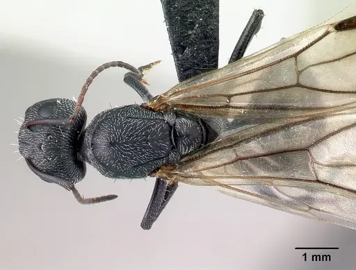 Camponotus auropubens specimen CASENT0133776 image casent0133776_1