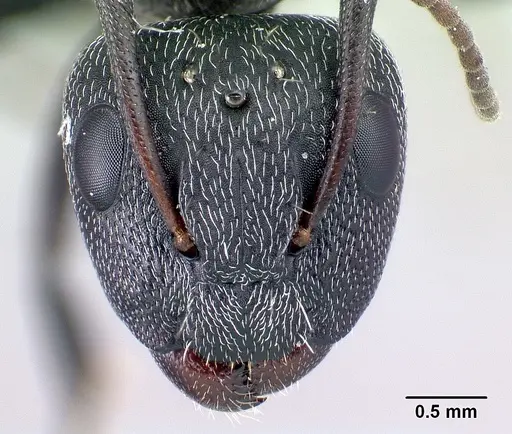 Camponotus auropubens specimen CASENT0133776 image casent0133776_2