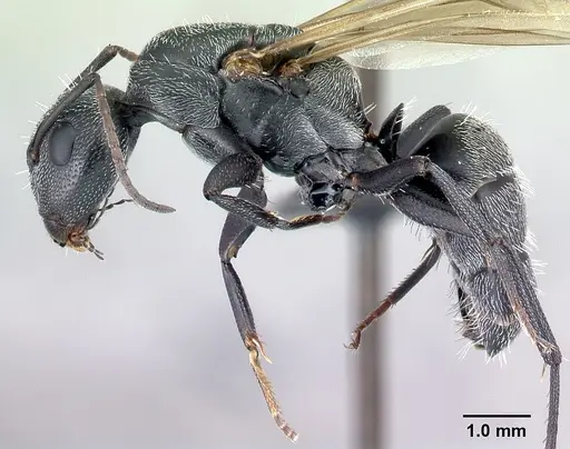 Camponotus auropubens specimen CASENT0133776 image casent0133776_3